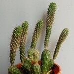Cylindropuntia fulgida Folha