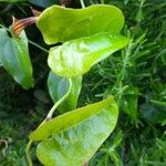 Aristolochia altissima Leaf