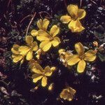 Morisia monanthos その他の提案