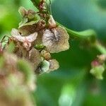 Rumex arifolius Vrucht