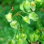 Rumex crispus Frutto