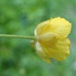 Ranunculus aduncus Цвят