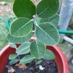 Feijoa sellowiana Leaf