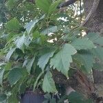 Acer cissifolium Folha