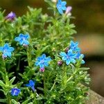 Glandora prostrata その他の提案