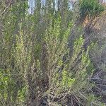 Baccharis pilularis Habitat