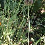 Allium atroviolaceum Habit