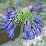 Agapanthus inapertus Flower