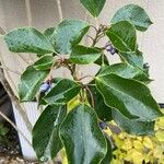 Dendropanax trifidus Leaf