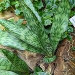 Sansevieria fasciata Leaf