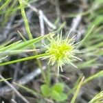 Echinaria capitata Květ