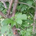 Viburnum opulus Habit