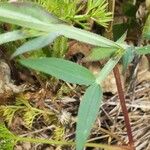 Tetragonolobus purpureus Leaf