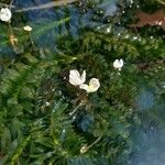 Egeria densa 花