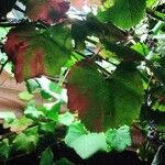 Vitis californica Blatt