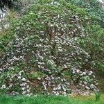 Rhododendron pachytrichum Συνήθη χαρακτηριστικά