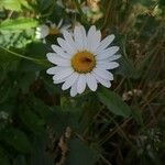 Leucanthemum heterophyllum 花