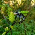 Nicandra physalodesÕis