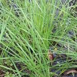 Carex stricta Leaf