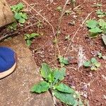 Chaptalia nutans Yaprak