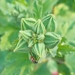 Althaea officinalis Flower