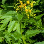 Senecio triangularis Foglia