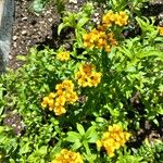 Tagetes lucida പുഷ്പം