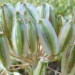 Thapsia garganica Fruit