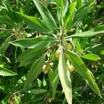 Bontia daphnoides Fruit