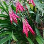 Fuchsia corymbiflora 花