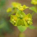 Euphorbia taurinensis फूल