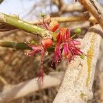 Capparis decidua Flower