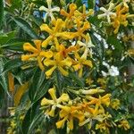 Hymenosporum flavum Flower