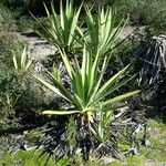 Agave fourcroydes Hábito