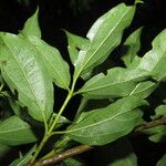 Machaonia erythrocarpa Jani