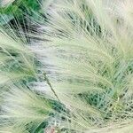 Hordeum jubatumHostoa