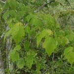 Acer rubrumFeuille