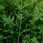 Turritis brassica Leaf