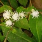 Ageratum conyzoides Květ