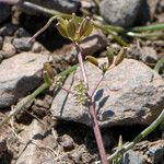 Lomatium stebbinsii Habit