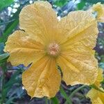 Benincasa hispida Λουλούδι