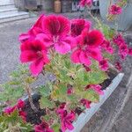 Pelargonium grandiflorumफूल