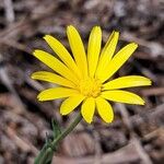 Calendula suffruticosa Kvet