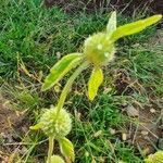 Leucas deflexa Feuille