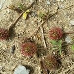 Trifolium lappaceum Плід