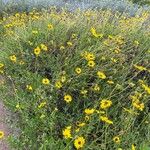 Encelia californica आदत