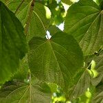 Tilia × europaea পাতা