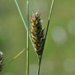 Carex lasiocarpa Fruto