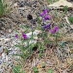 Vicia tenuifolia 整株植物