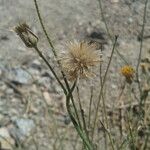 Bebbia juncea Fruit